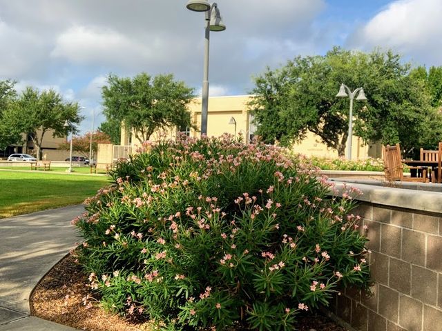 Photo of Victoria College