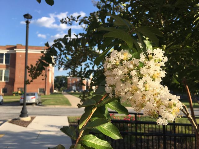 Photo of Virginia State University